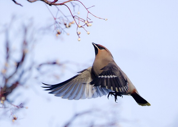 Waxwing