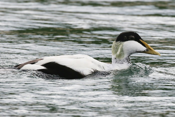 Eider