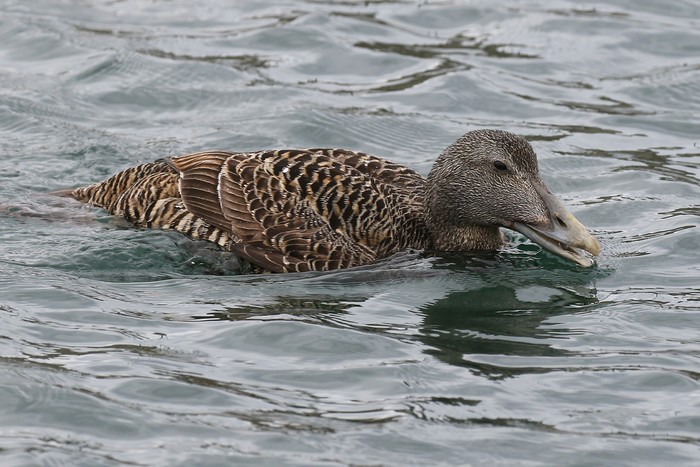 Eider