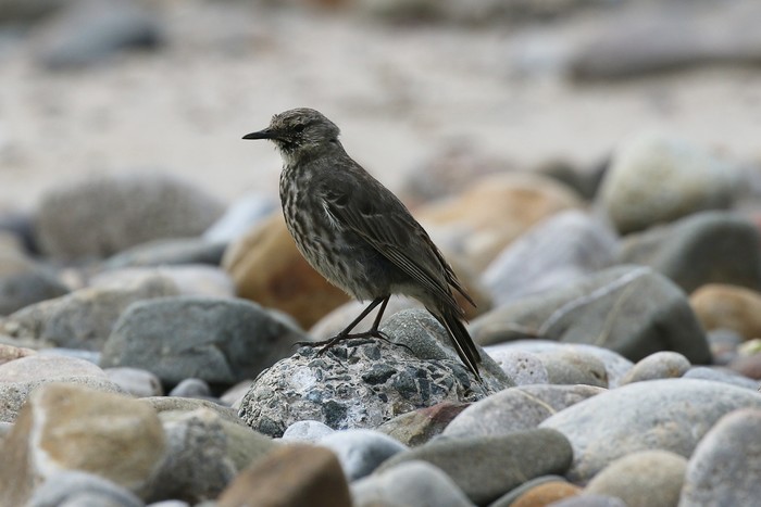 Rock Pipit