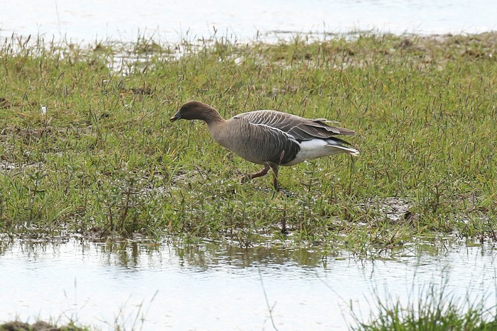 Pink-footed Goose