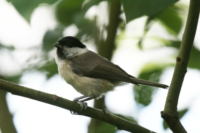 Marsh Tit