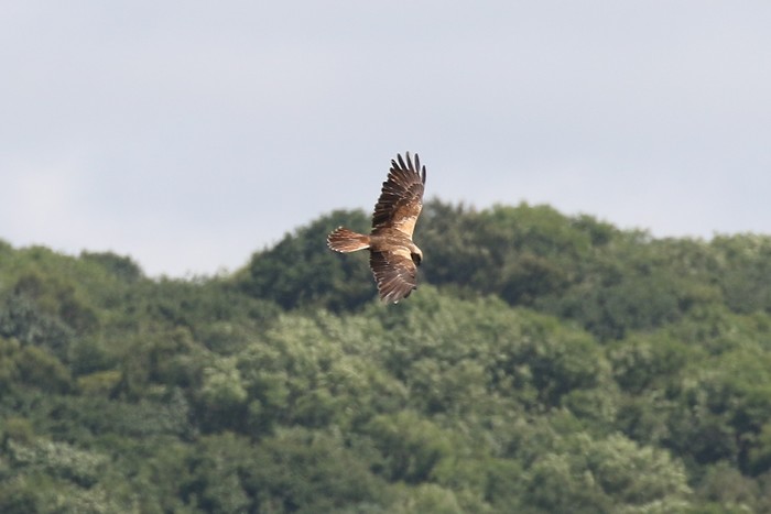 Marsh Harrier