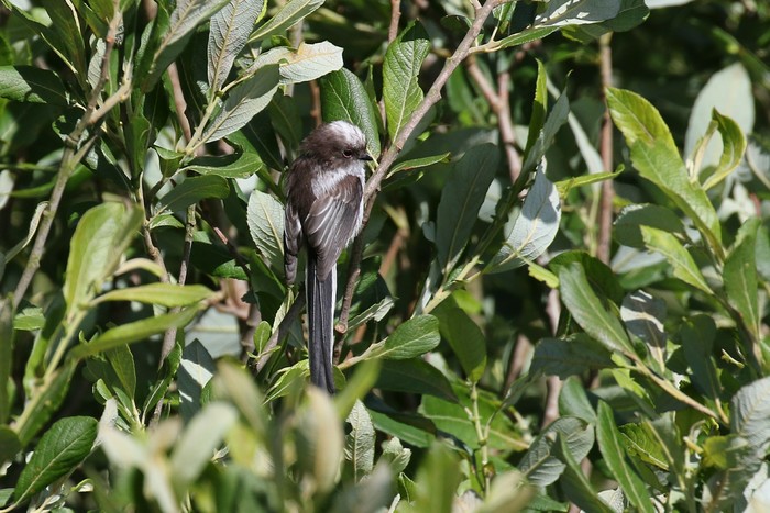 Long-tailed Tit