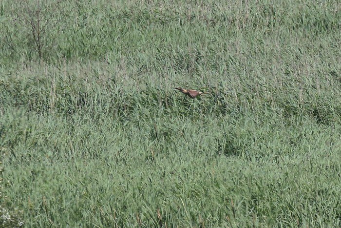 Bittern