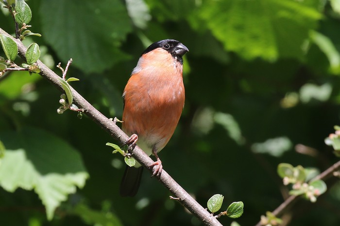 Bullfinch