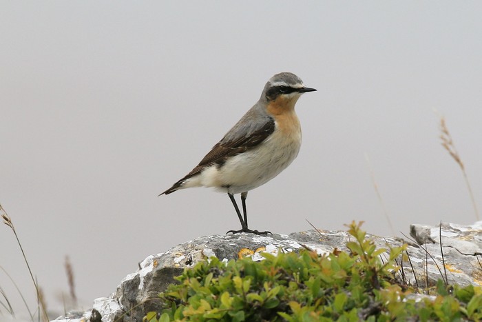 Wheatear