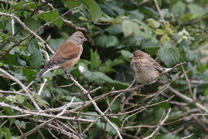 Linnet