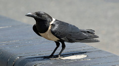 Pied Crow