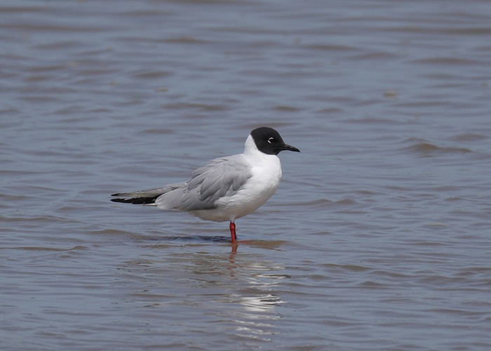 Bonaparte's Gull