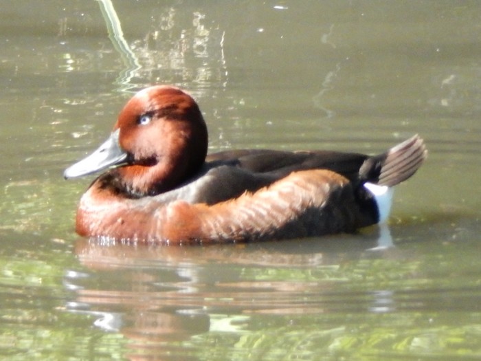 Ferruginous Duck