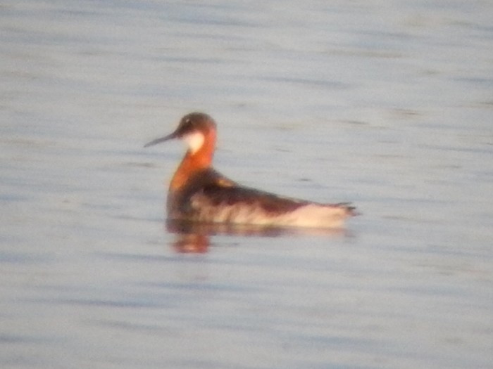 Red-necked Phalarope