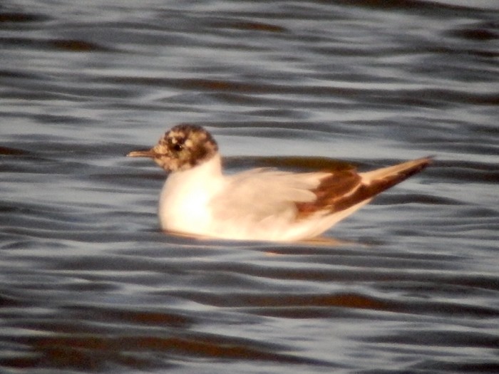 Little Gull