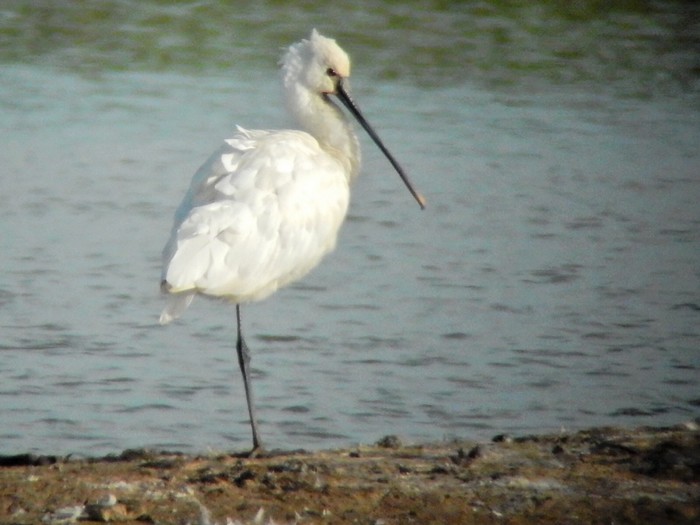 Spoonbill