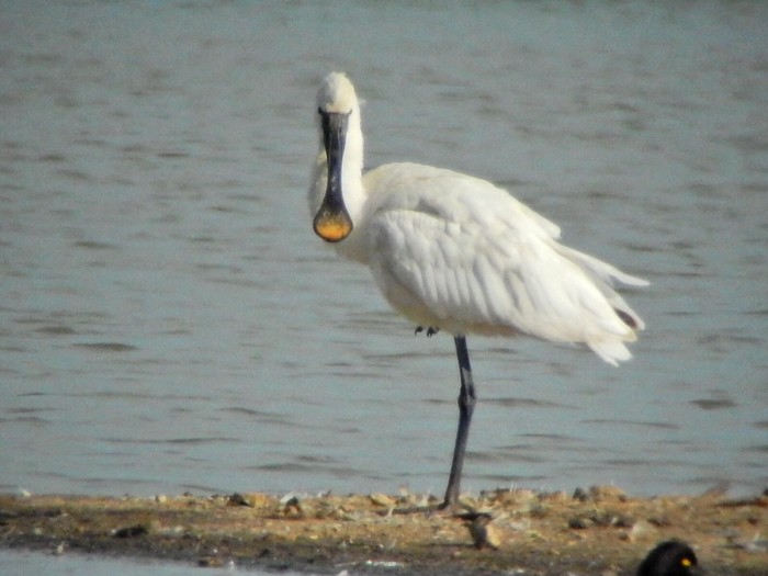 Spoonbill