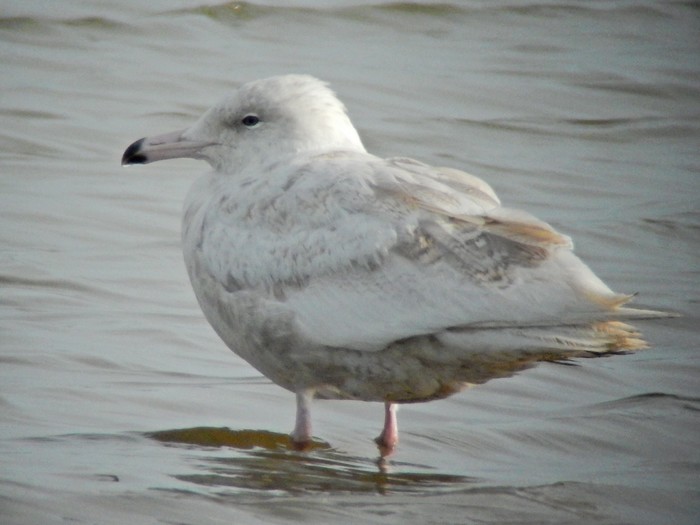 Glaucous Gull