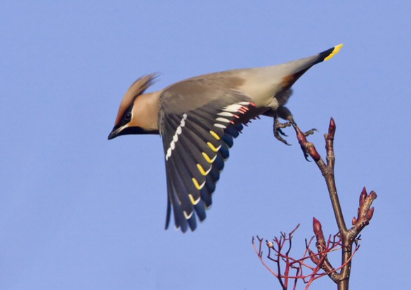 Waxwing