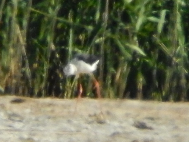 Black-winged Stilt