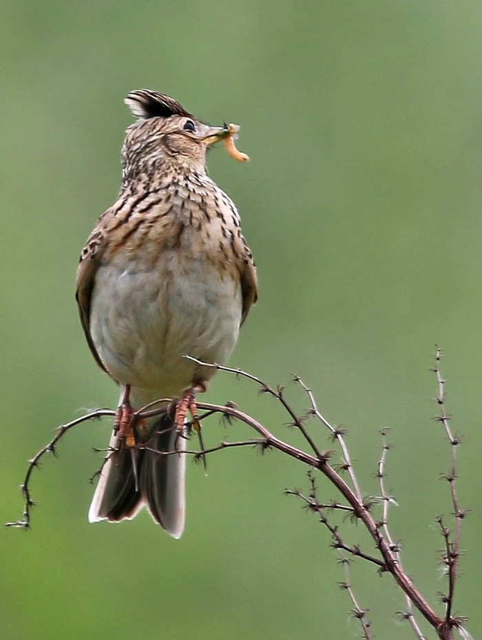 Skylark