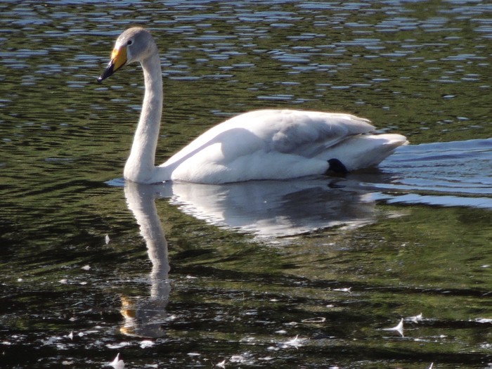 Whooper Swan