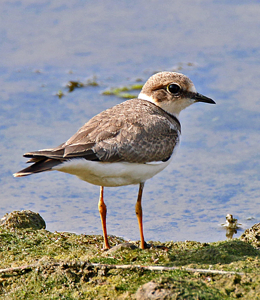 Little Ringed Plover
