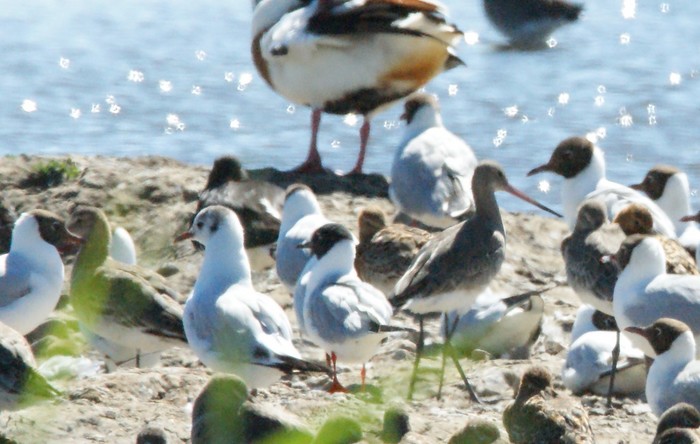 Bonaparte's Gull