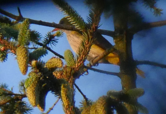 Golden Oriole