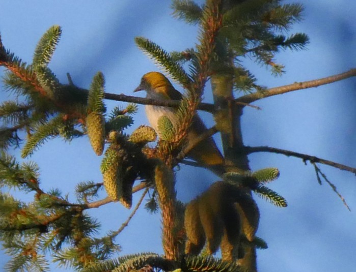 Golden Oriole