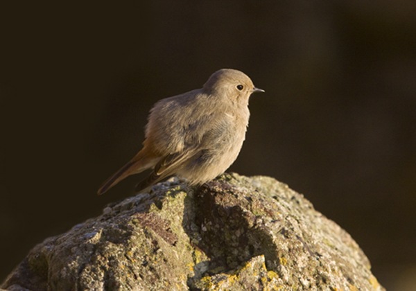 Black Redstart