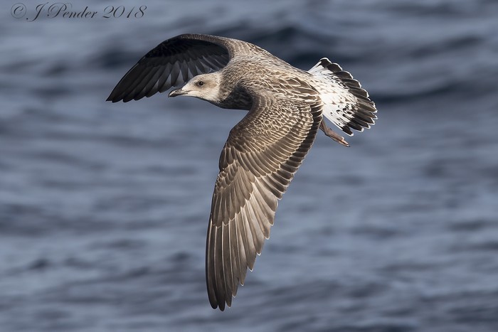 Yellow-legged Gull