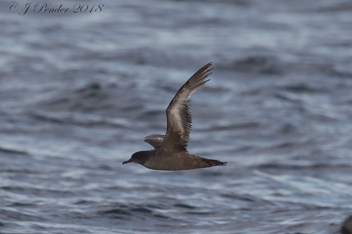 Sooty Shearwater
