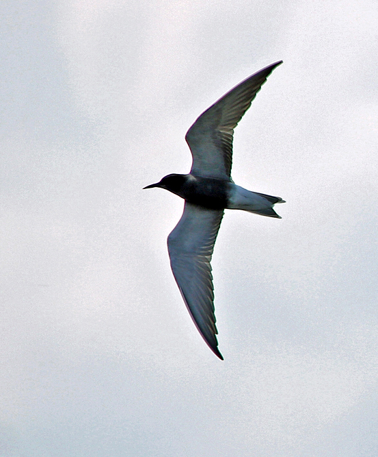 Black Tern