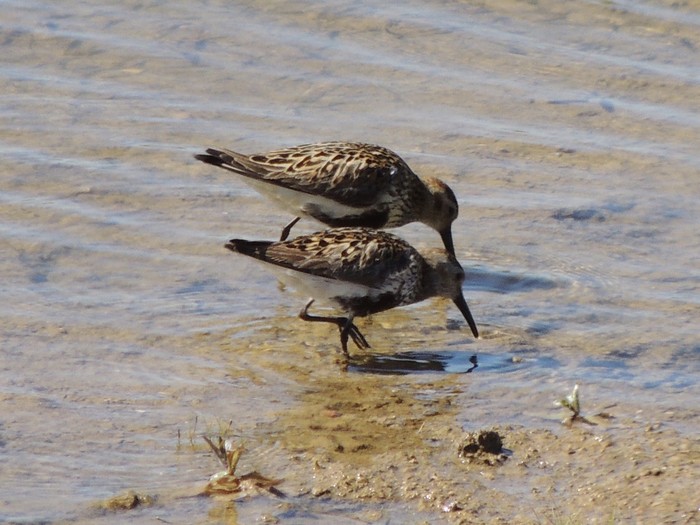 Dunlin