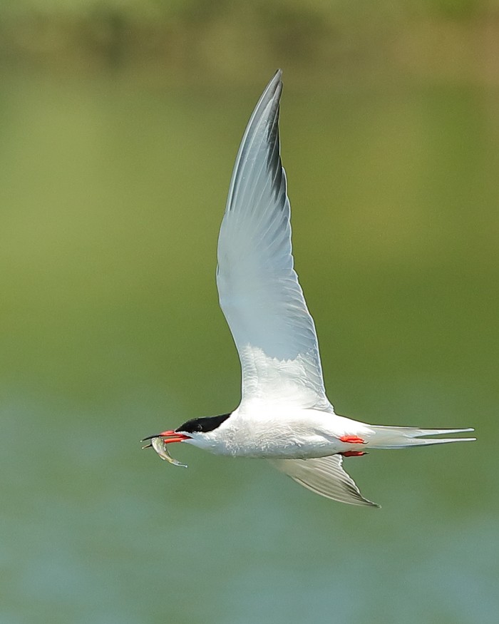 Common Tern