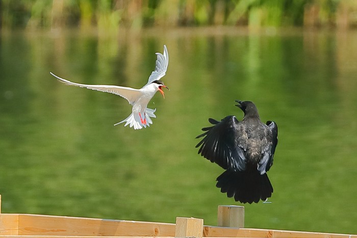 Common Tern