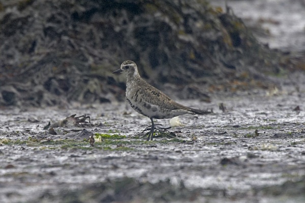 American Golden Plover