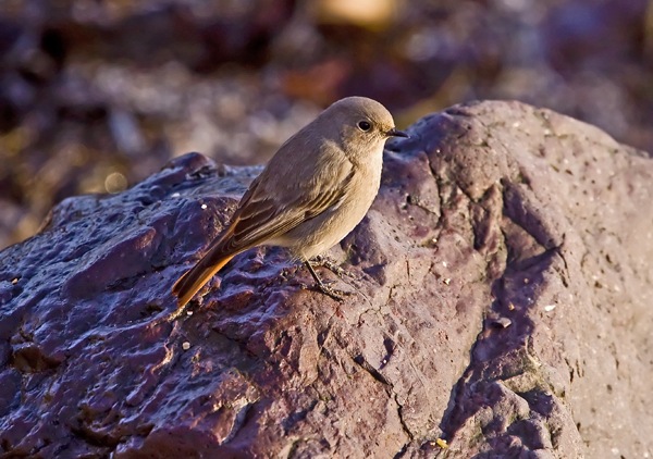 Black Redstart