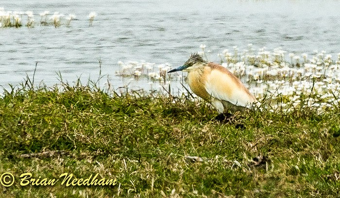 Squacco Heron