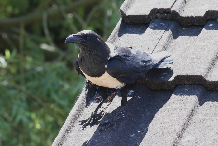 Pied Crow