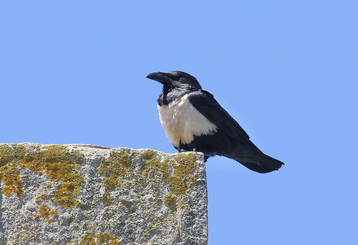Pied Crow