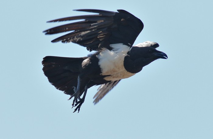 Pied Crow