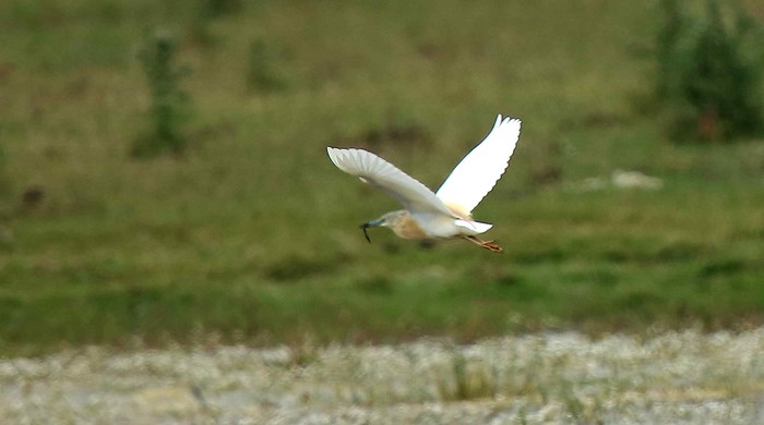 Squacco Heron