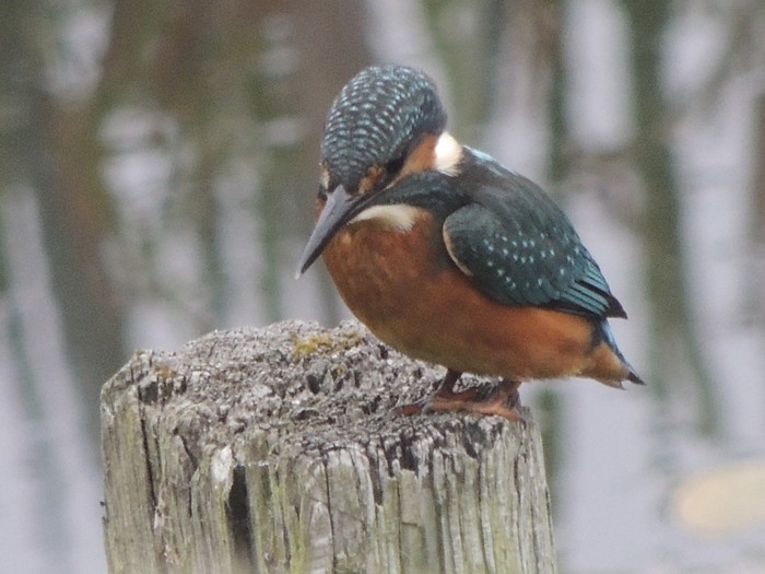 Kingfisher
