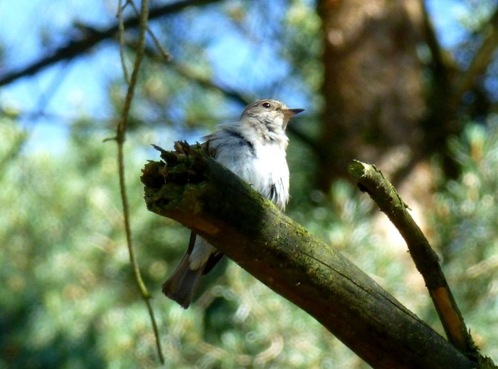 Spotted Flycatcher