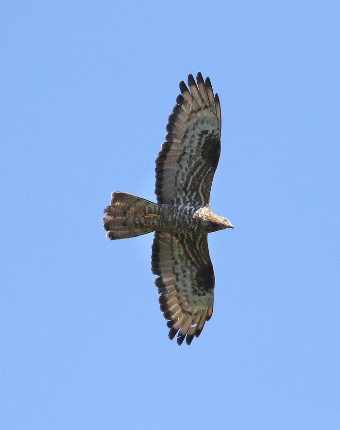 Honey Buzzard