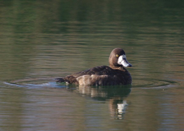 Scaup