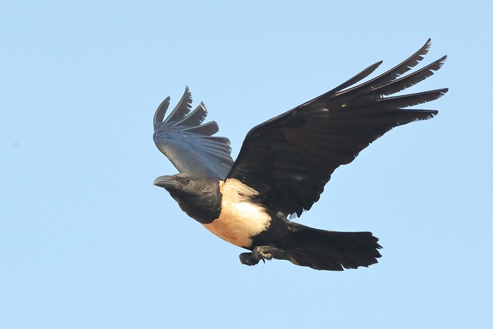 Pied Crow