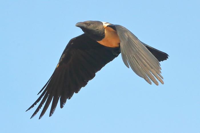 Pied Crow