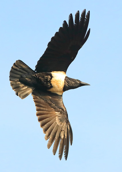 Pied Crow