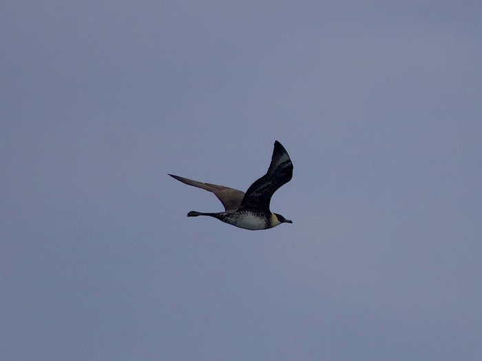Pomarine Skua